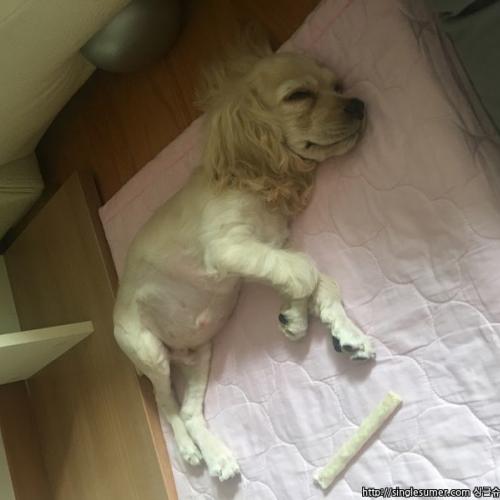 코카스파니엘 남아  애기같아요