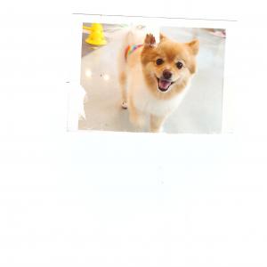 반려견 폼피츠 찾고 있습니다 도와주세요