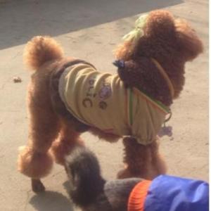 4키로 대 푸들 "초코" 찾습니다