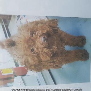갈색푸들임보중