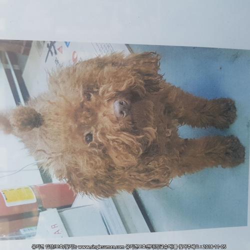 갈색푸들임보중