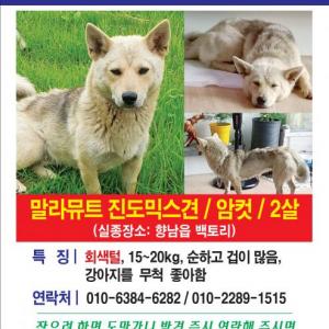 화성 향납읍 백토리 강아지 찾습니다