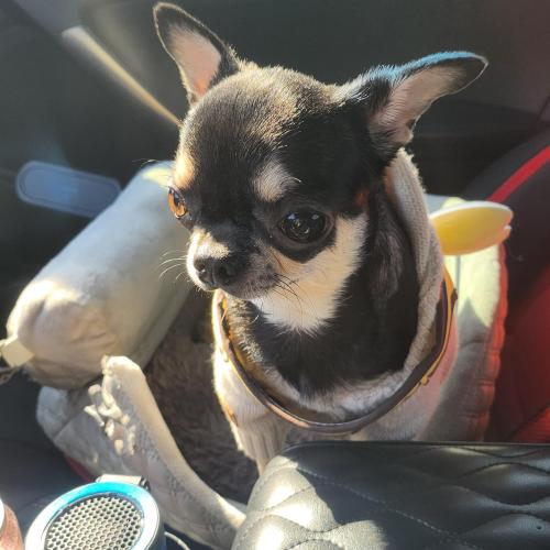 블랙탄 치와와 분양보냅니다.