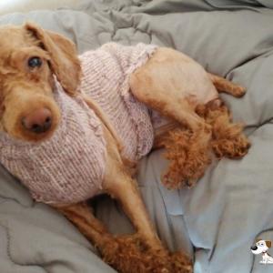 출산한지7일된어미견을찾습니다