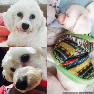 말티즈 강아지를 찾습니다