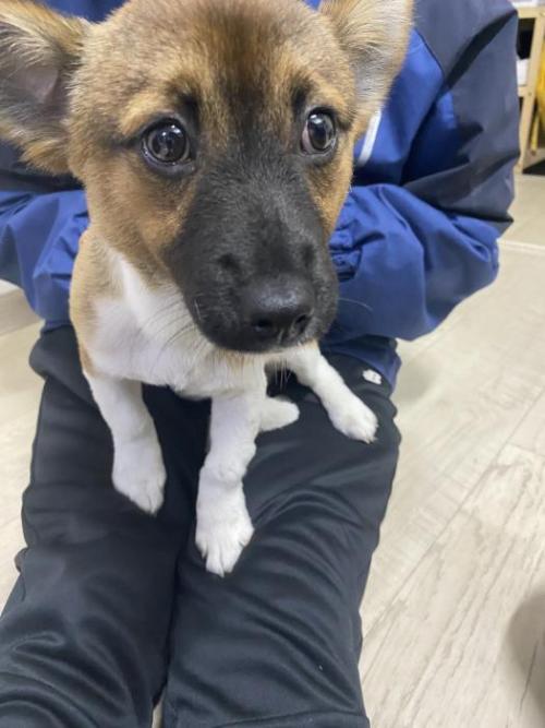 강아지 임보 중이에요! 주인분 연락 주세요