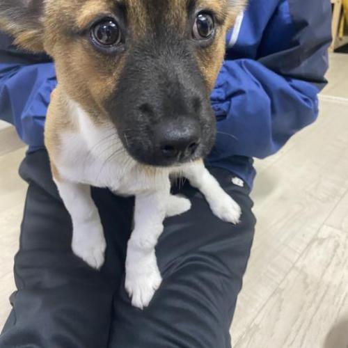 강아지 임보 중이에요! 주인분 연락 주세요