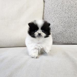 파티포메라니안분양 2개월령 공주님 헬멧 쓴 강아지