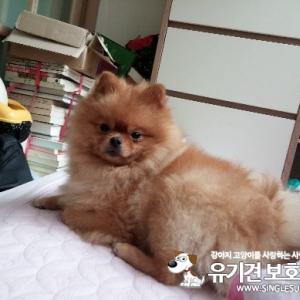 갈색 수컷(중성화안함) 포메라니안을 찾고있습니다..7월7일 분실