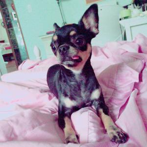 잃어버린 블랙탄치와와를  찾습니다. 꼭 좀 부탁드립니다.