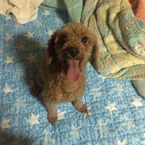 김포시 고촌읍 향산리 5살 여아 푸들