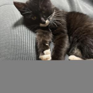 고양이를 찻습니다!