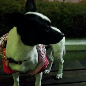 반려견을 찾습니다