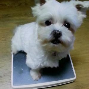 여수시 말티즈(암컷,16살)찾습니다.