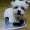 여수시 말티즈(암컷,16살)찾습니다.