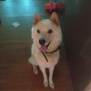 경기도 구리시 강아지(진돗개)찾습니다.