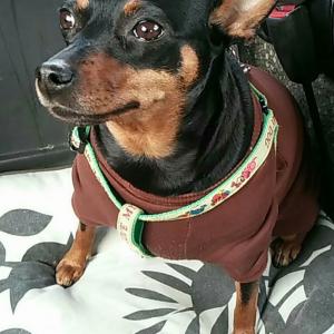 미니핀 (암컷) 찾고 있습니다!!!