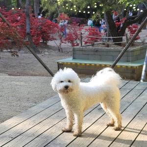 흰색 강아지 찾아요