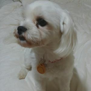 말티즈 여아 찾습니다 과천갈현동..