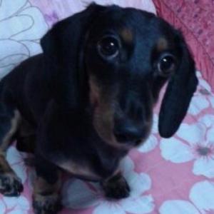 2혼선 봉천역 근처 닥스훈트보신분~!