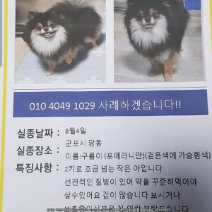 군포시 당동 구름이찾습니다 (포메라니안 암컷 검은색에 가슴에 흰색)