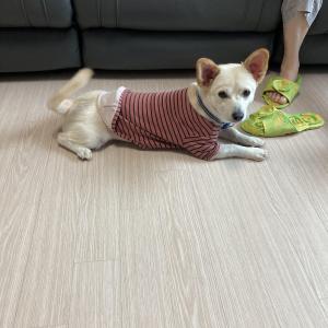 음성군 감곡면에서 잃어버렸어요