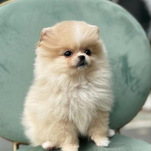 귀여운 포메라니안 새주인 찾습니다ㅜㅜ