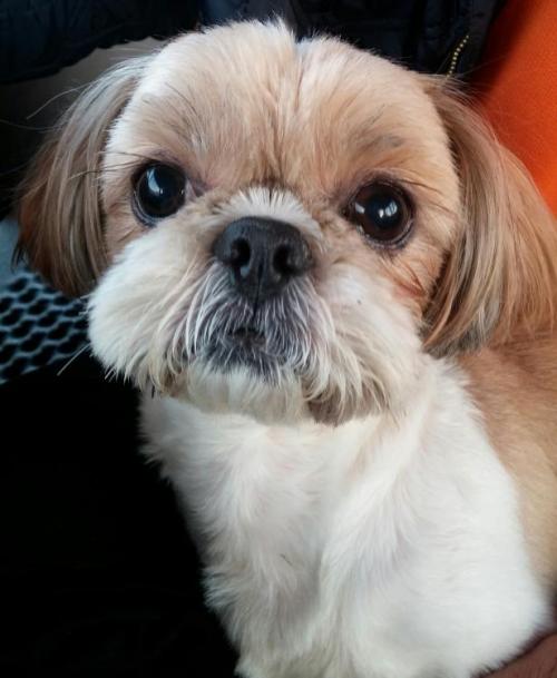 주인을  찾습니다