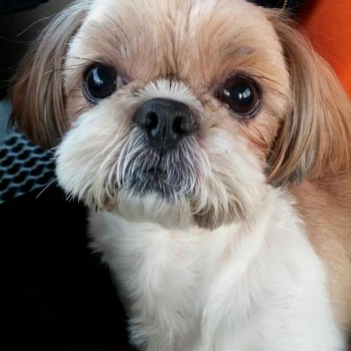 주인을  찾습니다