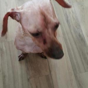 빡빡이 갈색푸들 쪼꼬를 찾아요!!