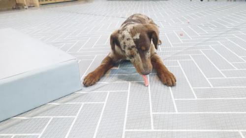 수원 권선구 오목천동 근처에서 닥스훈트같은데 갈색호피무늬인 강아지를 보호하고 있습니다.