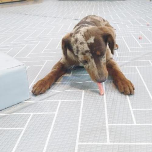 수원 권선구 오목천동 근처에서 닥스훈트같은데 갈색호피무늬인 강아지를 보호하고 있습니다.