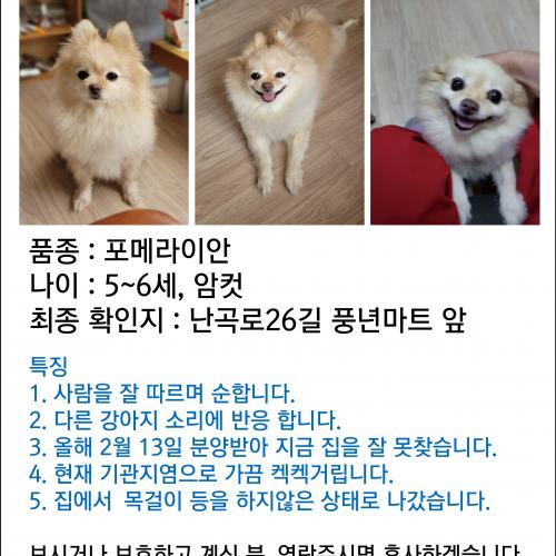 반려견 포메라이안 을 찾습니다