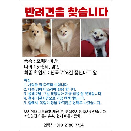 반려견 포메라이안 을 찾습니다