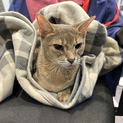 아비시니안 빠르게 입양 보내요 좋은 분 구합니다