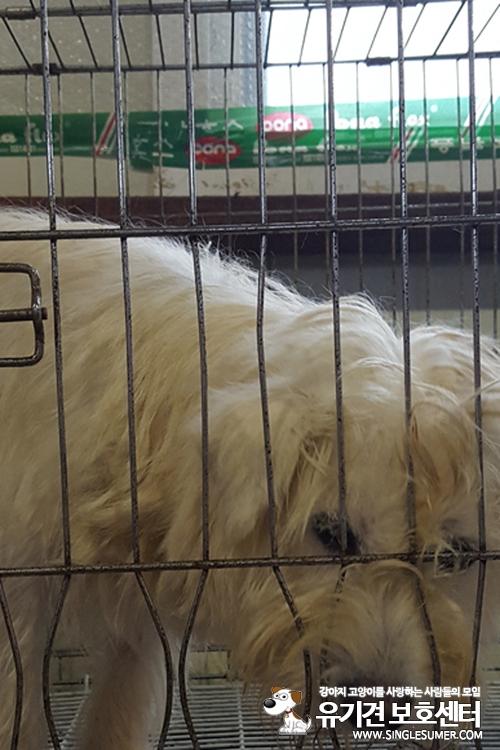 천안유기동물보호소에서 삽살개믹스로 보이는 여아 분양합니다~