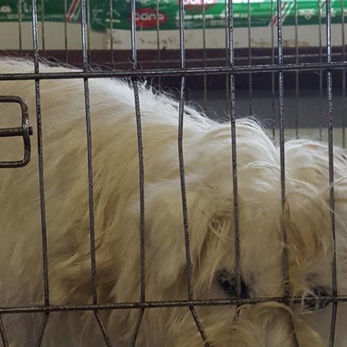 천안유기동물보호소에서 삽살개믹스로 보이는 여아 분양합니다~