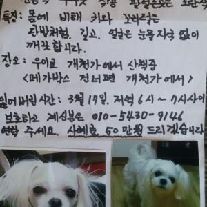 흰색 말티즈를 찾고있습니다