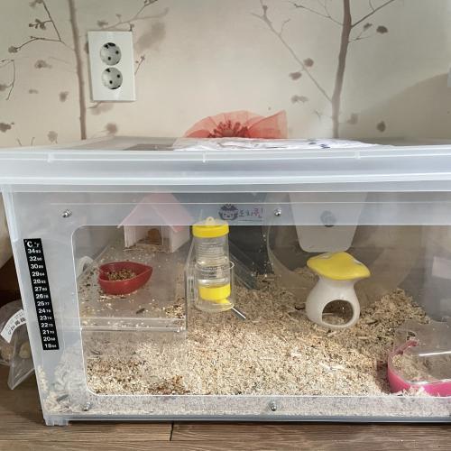 햄스터분양합니다