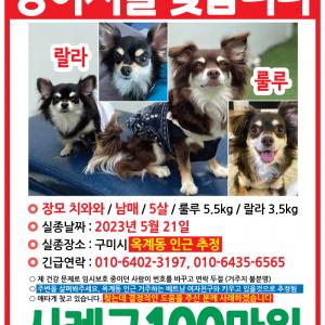 장모치와와 남매를 찾습니다!!사례드려요