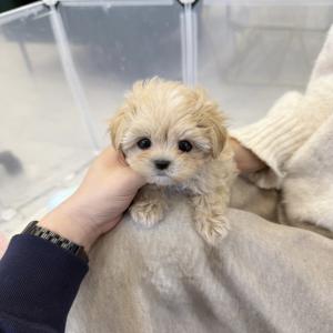 [ 25만원 ] 건강하고 귀여운 크림말티푸 공주님 !