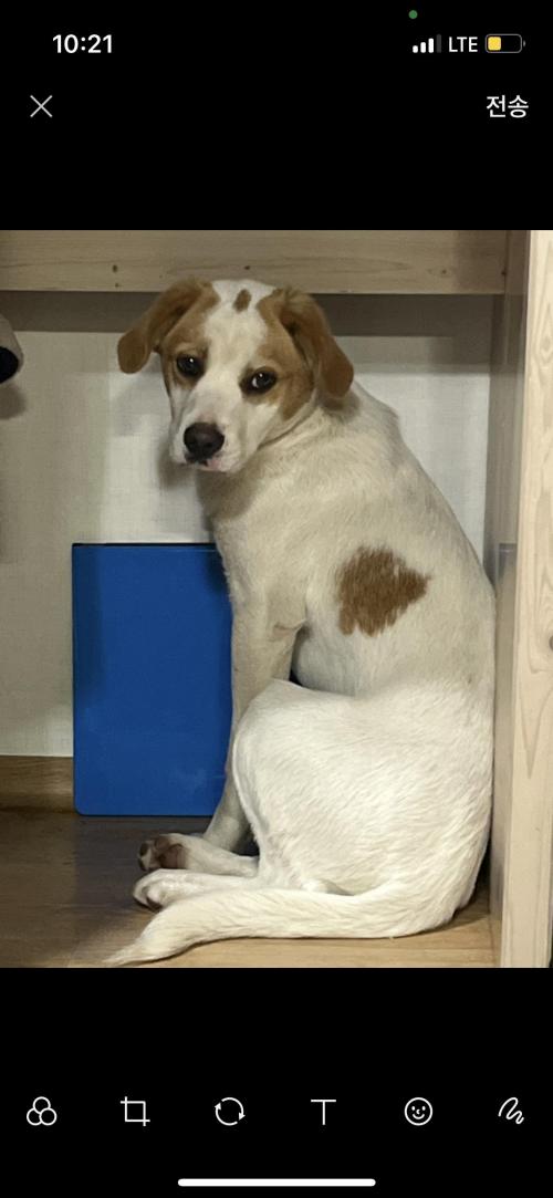 강원도 홍천군 종합운동장에서 발견