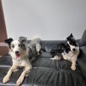 보더콜리 여아 찾습니다.