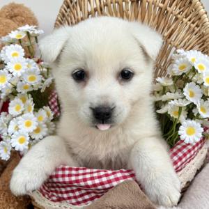 [25만원] 진돗개 울 자랑스런 토종댕 ♥