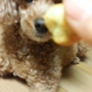 서울시 송파구 오금동에서 잃어버린 초코푸들을 찾습니다