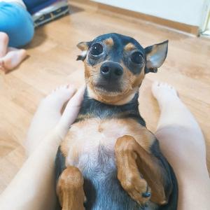 경기도시흥시신천동 강아지를찾고있어요ㅜㅜ