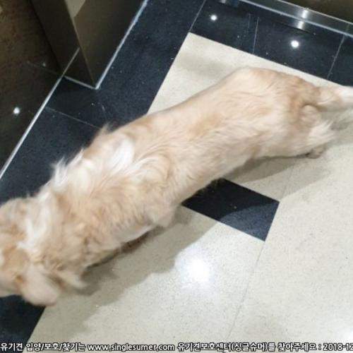 (경남 김해) 주인을 찾습니다