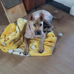 향남 잃어버린 강아지 찾습니다