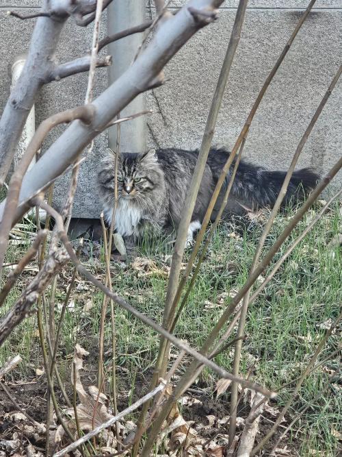 귀염 받던 유기묘 같아요.