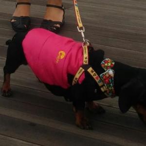 우리 쿠로를 찾아주세요!!